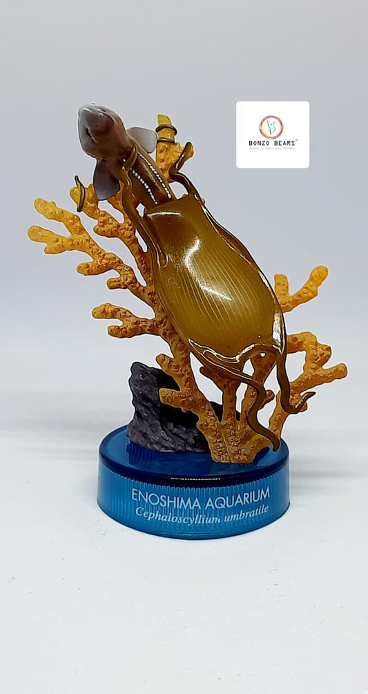 Exclusive Marine life in High Detail Blotchy Swellshark Egg Capsule (Cephaloscyllium Umbratile) from the Enoshima Aquarium Collection | Bonzo Bears