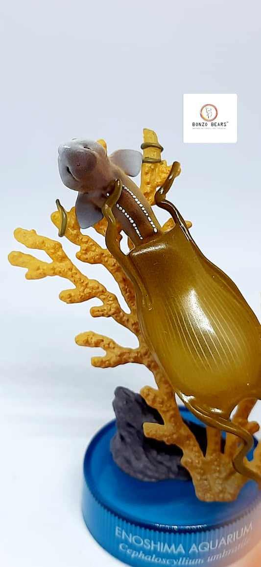 Exclusive Marine life in High Detail Blotchy Swellshark Egg Capsule (Cephaloscyllium Umbratile) from the Enoshima Aquarium Collection | Bonzo Bears